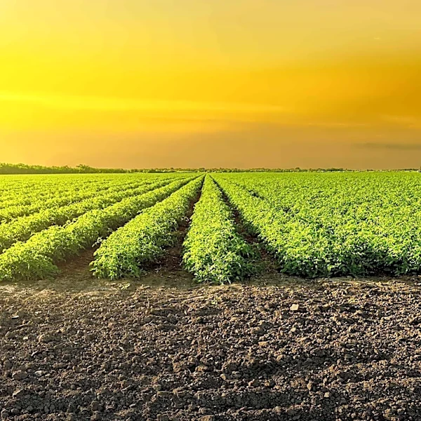 Organic Farming Offers Environmental Benefits in Ecotoxicity but Faces Land Use Challenges