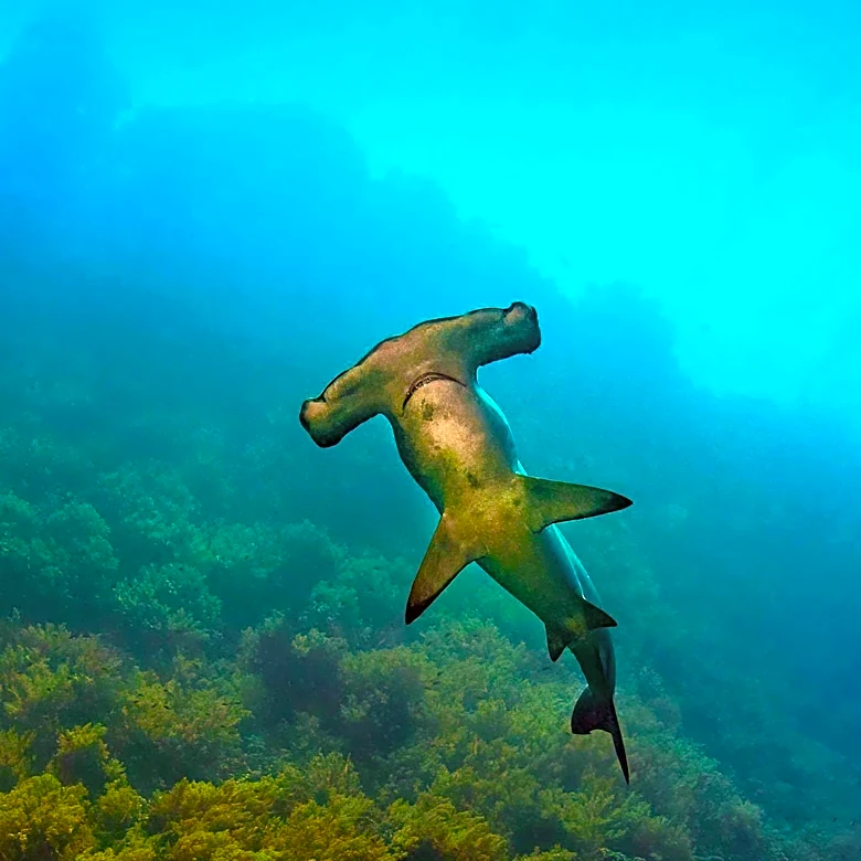 Hammerhead Shark Populations Face Critical Threat from Fishing and Climate Change