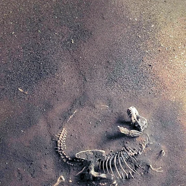 Stony Brook Paleontologists Discover First Known Fruit-Eating Dinosaur in Hell Creek Formation