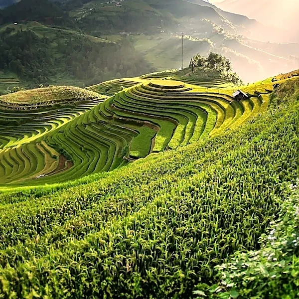 Global Methane Hub Unveils $100M Strategy to Halve Rice Methane Emissions by 2040