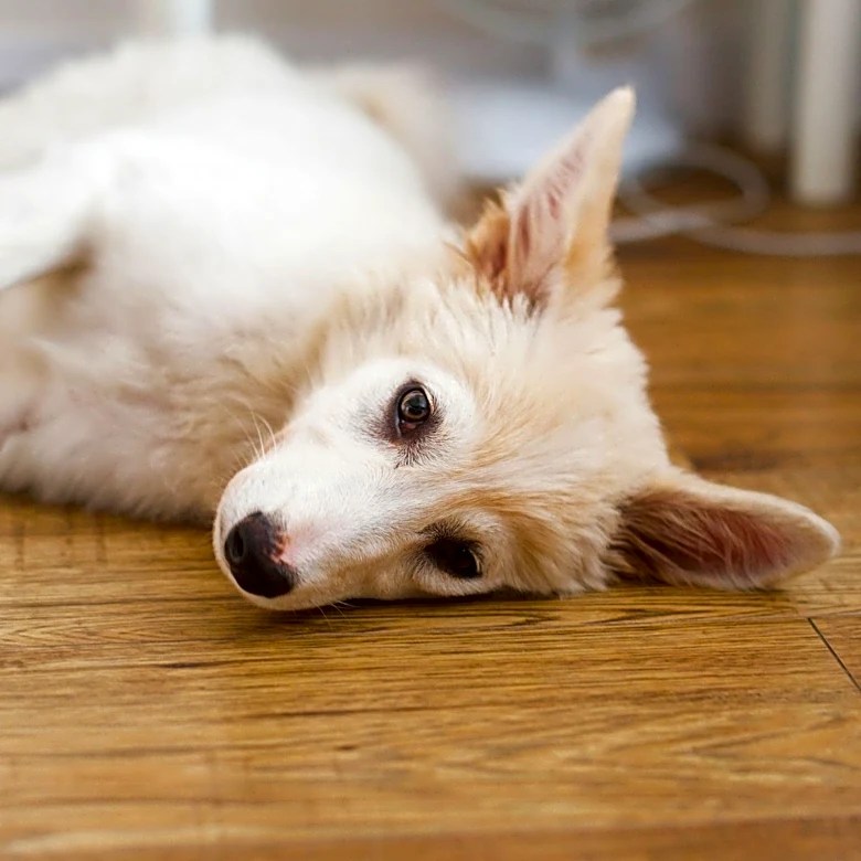 California Law to Restrict Online Puppy Sales and Delivery Starting January 2026