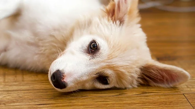 California Law to Restrict Online Puppy Sales and Delivery Starting January 2026