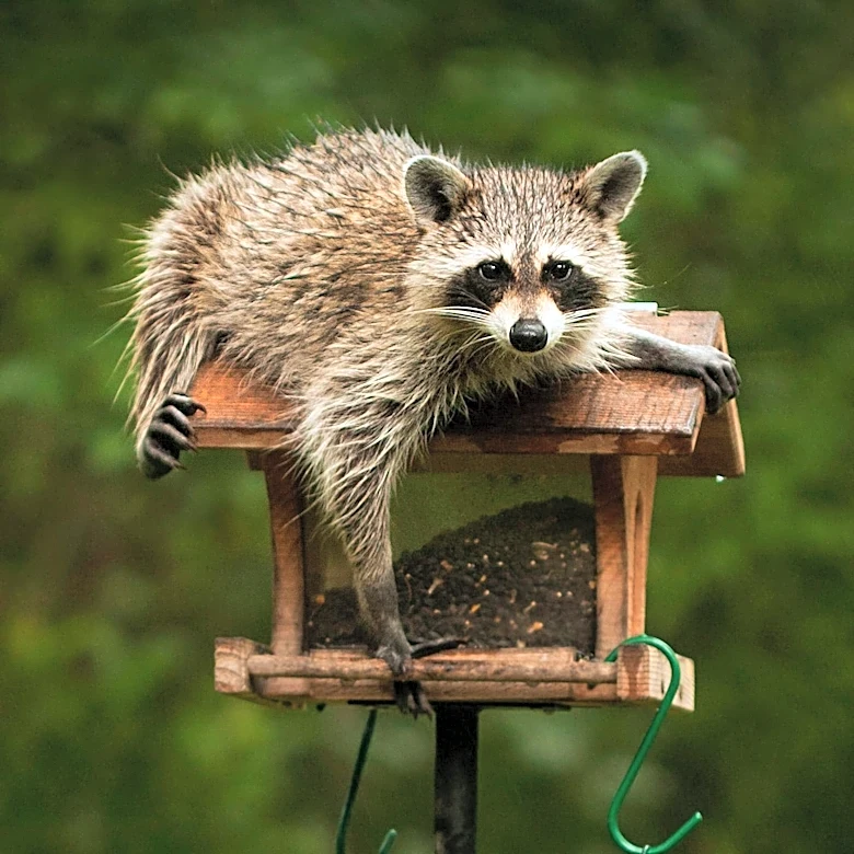 Raccoon Causes Power Outage for 4,000 Norfolk Customers