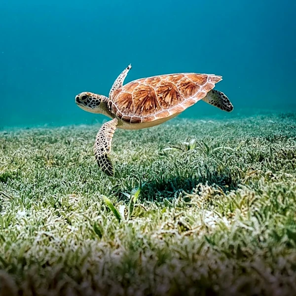 New England Aquarium Successfully Treats Sea Turtle with Hypoxic Brain Injury Using Hyperbaric Oxygen Therapy