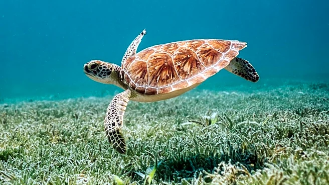 New England Aquarium Successfully Treats Sea Turtle with Hypoxic Brain Injury Using Hyperbaric Oxygen Therapy