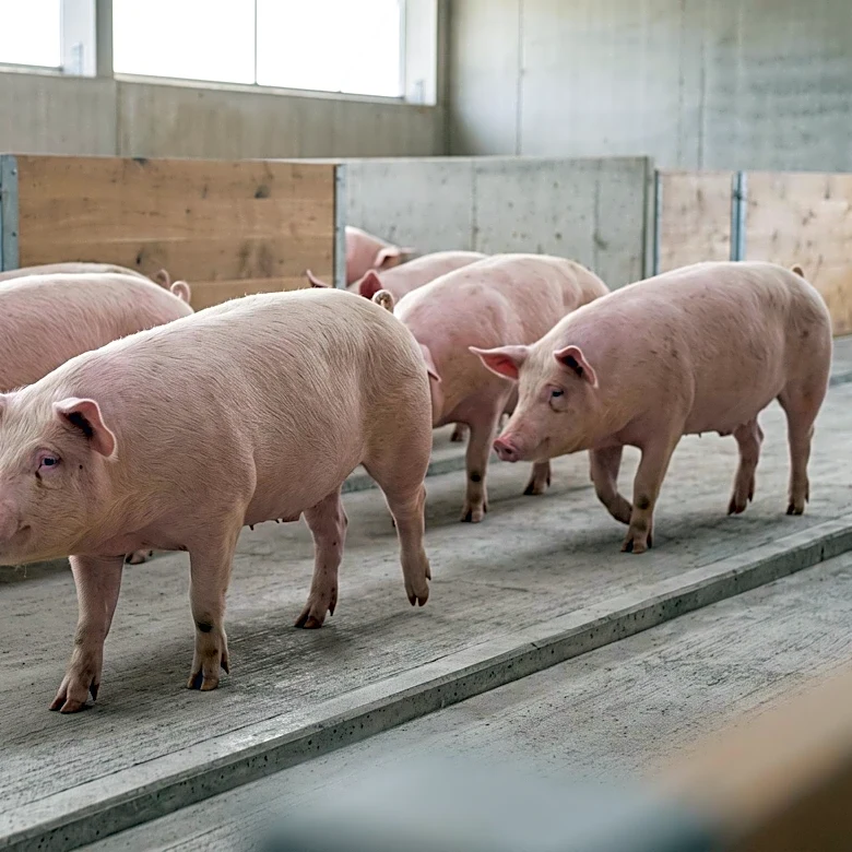 AI Learns to Recognize Untagged Pigs for Enhanced Livestock Monitoring