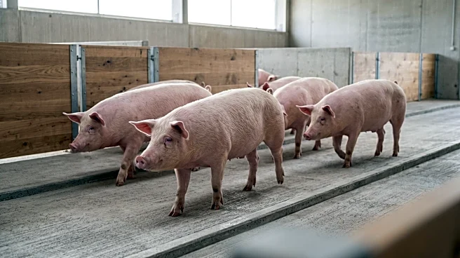 AI Learns to Recognize Untagged Pigs for Enhanced Livestock Monitoring