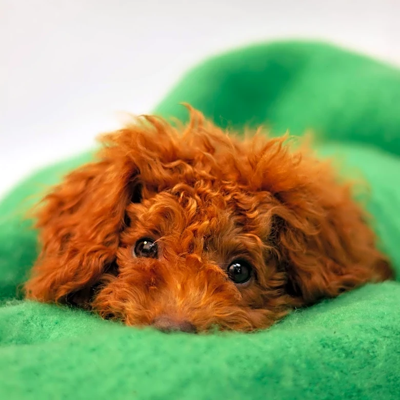 Los Angeles City Attorney Sues Wagmor Pets Over Alleged 'Puppy Laundering' Scheme