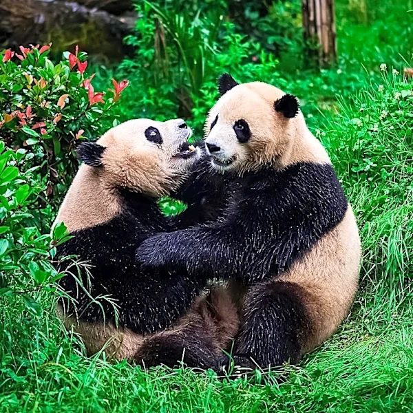 Zoo Atlanta Welcomes Two Giant Pandas, Arthur M. Blank Panda Grove Opens After $6 Million Renovation