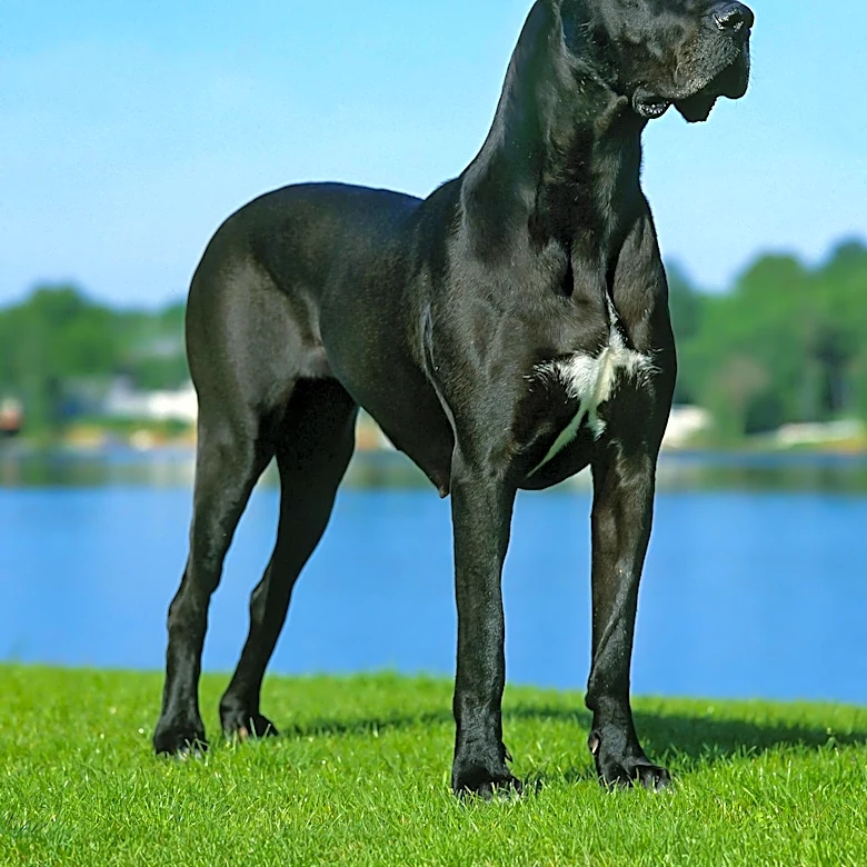 Aeroméxico Denies Boarding to Diabetic Passenger with Great Dane Service Dog