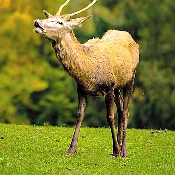 Minnesota DNR Emphasizes Hunter Safety Ahead of Deer Season Opening