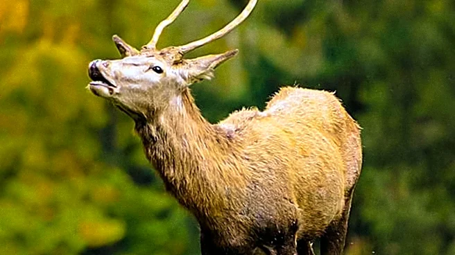 Minnesota DNR Emphasizes Hunter Safety Ahead of Deer Season Opening