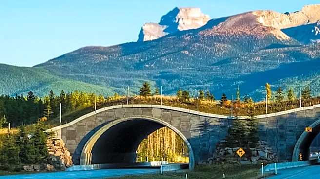 Colorado's I-25 Greenland Wildlife Overpass Significantly Reduces Animal-Vehicle Collisions
