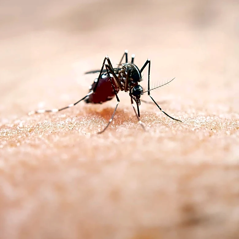 Montgomery County Mosquito Control Implements Comprehensive Strategy Against Mosquito-Borne Diseases