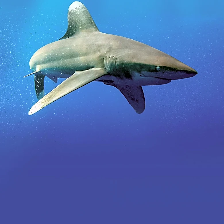 FIU Researchers Utilize New Technique to Track Critically Endangered Oceanic Whitetip Sharks