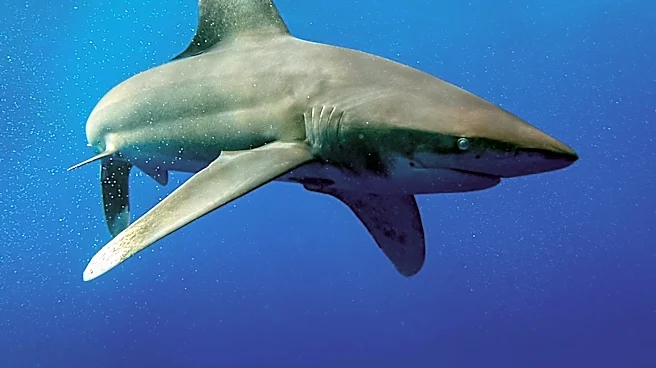 FIU Researchers Utilize New Technique to Track Critically Endangered Oceanic Whitetip Sharks