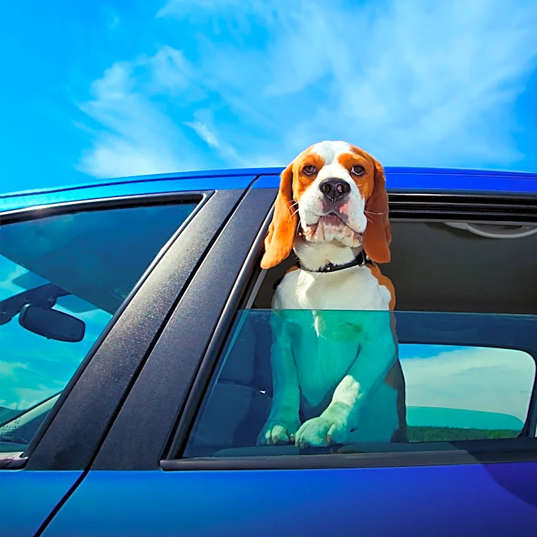 Animal Advocates Face Charges After 'Open Rescue' at Wisconsin Beagle Breeding Facility