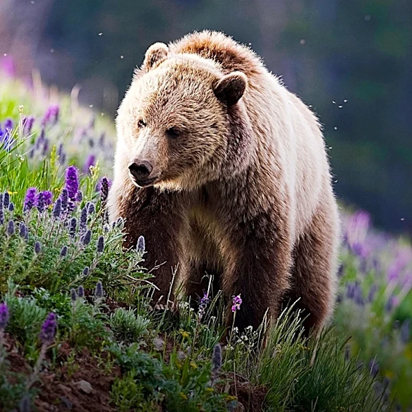 Grizzly Bear Deaths in Yellowstone Region Reach Modern Record High for Third Consecutive Year