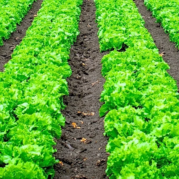 Texas State University to Host 4th Annual LEADING Agricultural Science Conference