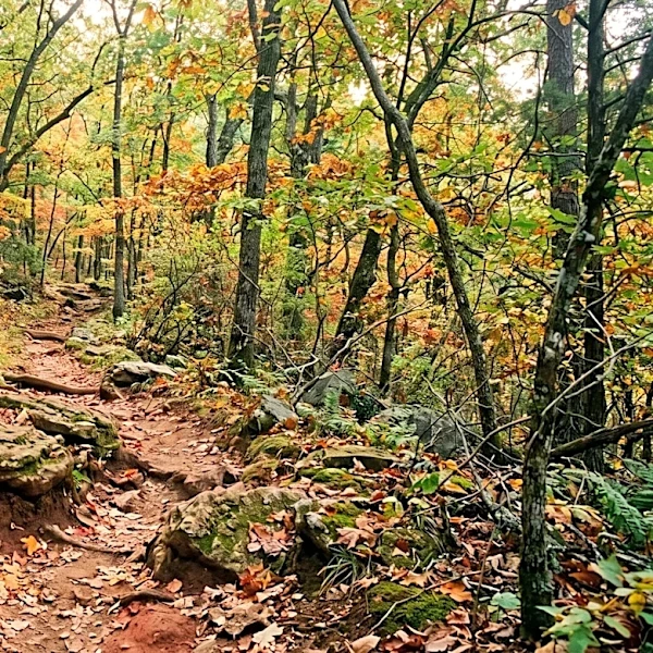 Representative Bruce Westerman Highlights Arkansas's Natural Beauty and Impact of EXPLORE Act