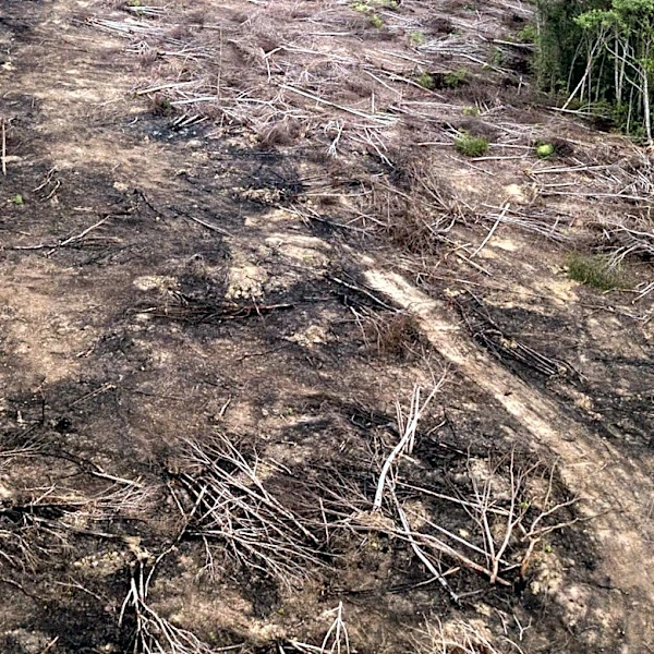 U.S. Forest Service and National Forest Foundation Launch Seed-Dropping Initiative to Restore Helene-Damaged Pisgah National Forest