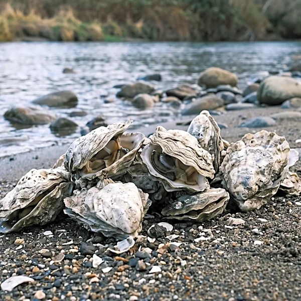 CDC Reports Growing Salmonella Outbreak Linked to Wicomico River Raw Oysters Across 13 States