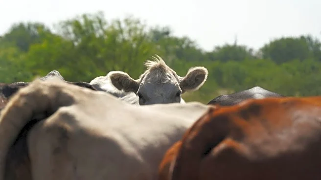 In Texas cattle country, ranchers brace for flesh-eating screwworms