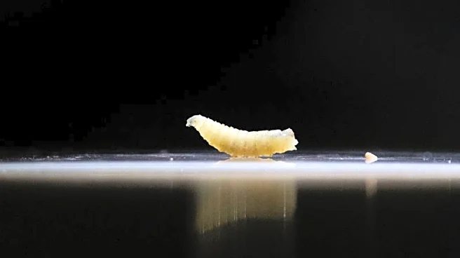 USDA to build Texas facility to fight flesh-eating screwworm