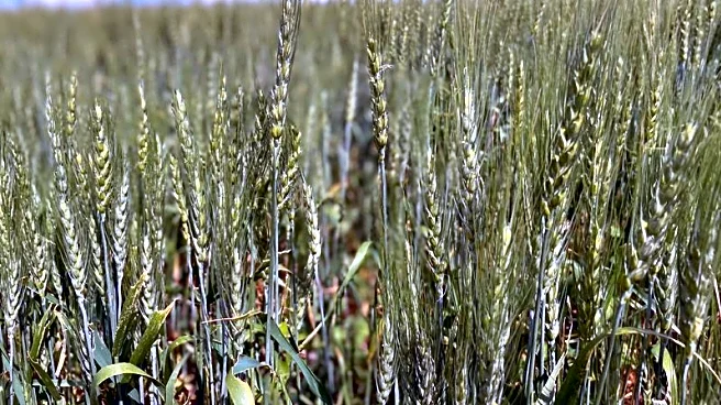 Draft 'MAHA' commission report avoids pesticide crackdown feared by farm groups