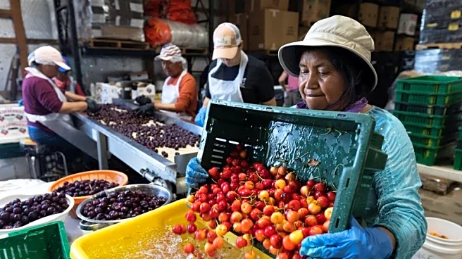 In Michigan’s cherry country, the federal safety net is fraying