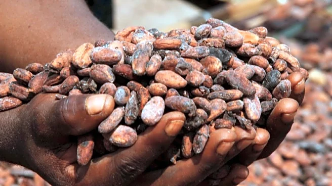 Ivory Coast cocoa grind down 31.2% year-on-year in July, exporters association says