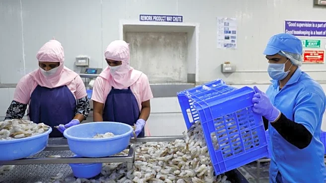 Facing Trump tariffs, India's shrimp farmers consider switching to other businesses