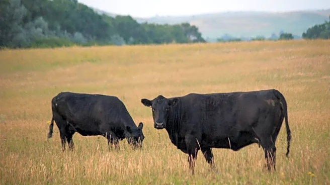 US allows emergency authorizations of animal drugs to fight screwworms