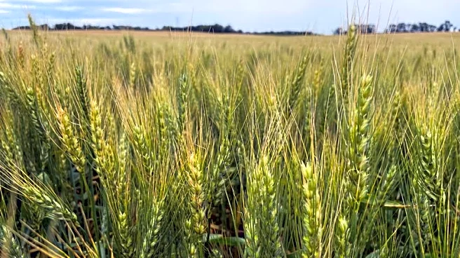 In niche wheat futures market, rebooted legacy contract fends off new offering from giant rival