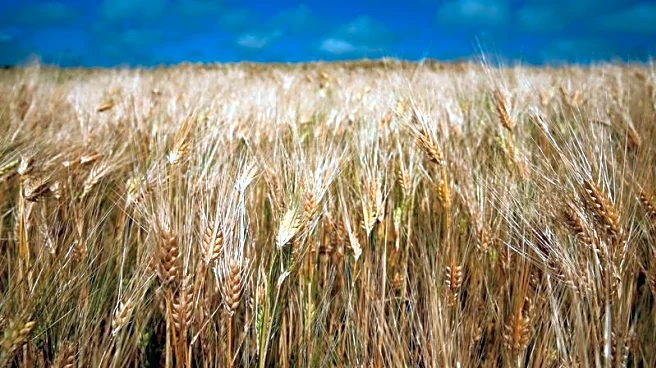 European farmers facing higher costs after EU tariffs on Russian fertiliser imports