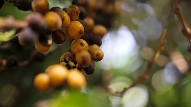US tariffs behind surge in global arabica prices, Brazil exporters group says