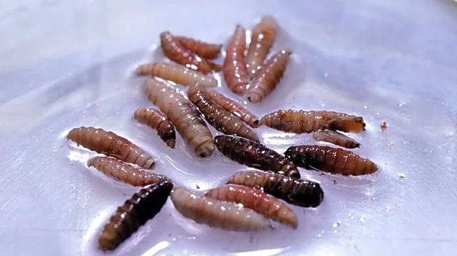 Exclusive-First human screwworm case in US traced to person in Maryland who traveled from Guatemala, sources say