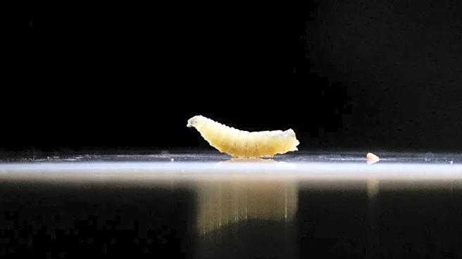 Human screwworm case poses no risk to agriculture, says USDA official