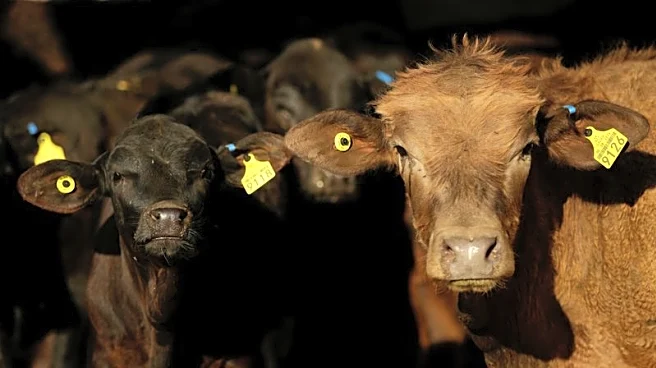 Mexico overtakes US as second-largest destination for Brazilian beef in August, Abiec says
