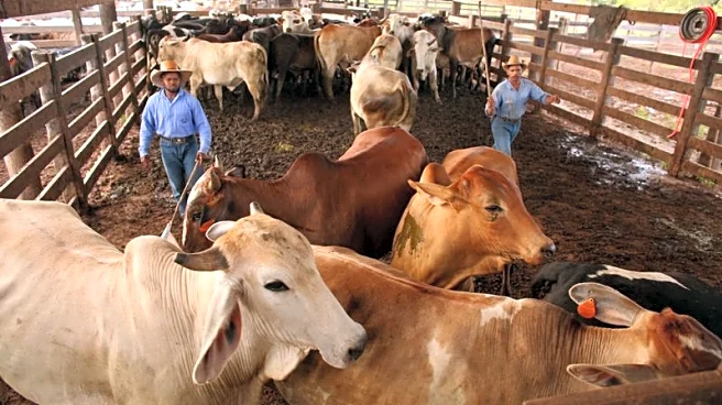 US tariffs on Brazil will reshape global beef trade flows, analysts say