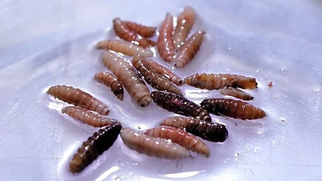 Mexico reports 53% increase in flesh-eating screwworm cases since July