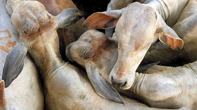 Brazil probes JBS, other beefpackers for buying cattle from deforested land