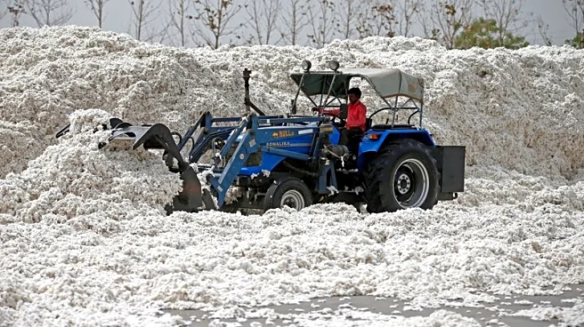 India eyes record cotton buying as imports, US tariffs dampen prices
