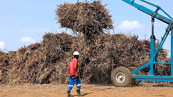 South Africa's sugar farmers face 'double whammy' from Trump tariffs, cheap imports