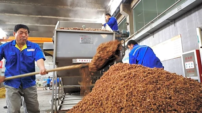China clears imports of Brazil sorghum, first cargo likely in 2025, says official