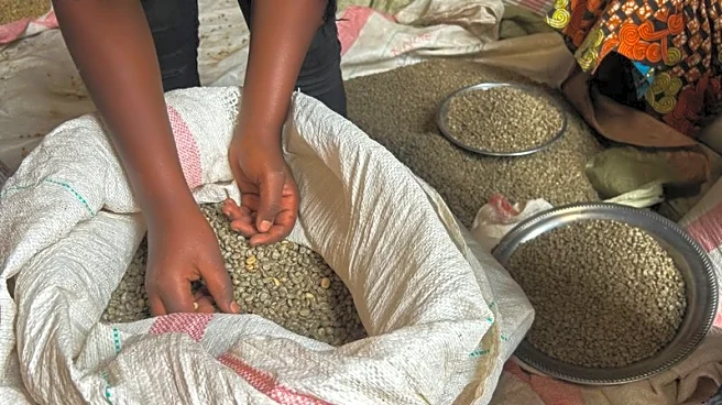 Congo coffee farmers fear war will undo recent gains