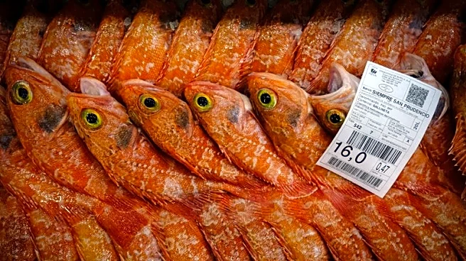 Deal to curb billions in overfishing subsidies comes into force at WTO