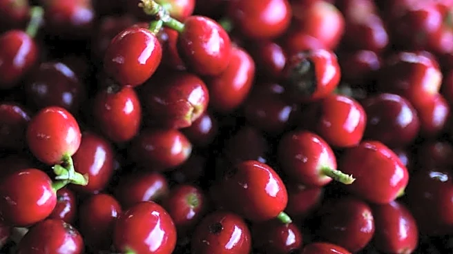 Colombia has best coffee harvest in decades, warns of lower 2025/26 crop