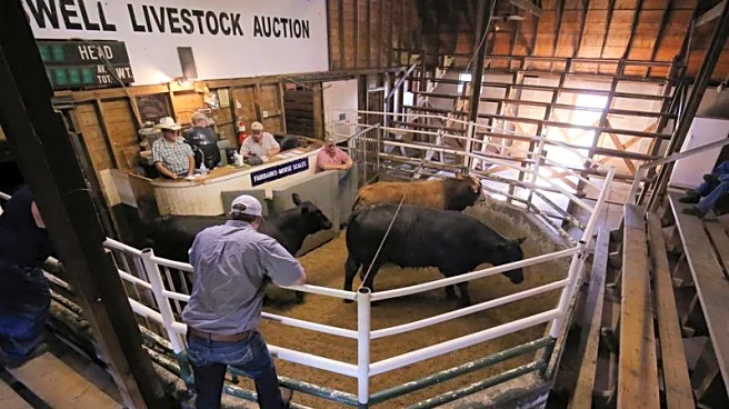 Trump urges US cattle ranchers to lower prices as he touts tariffs