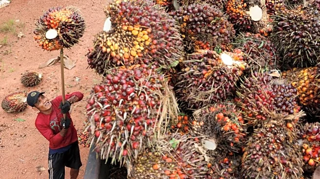 Analysis-Fear grips Indonesian palm oil industry as military seizes plantations